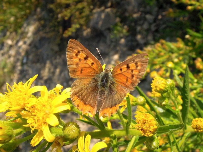 lepidotteri vicino roma